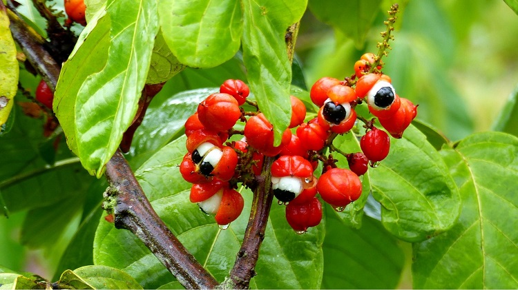 owoce krzewu Paulinia guarana, zawierające ogromne ilości kofeiny